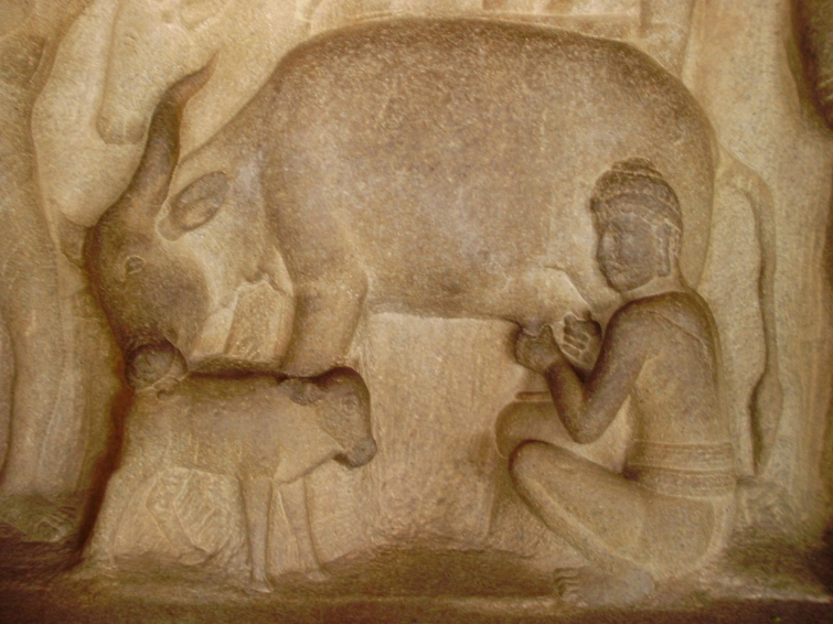 12 удивительных и малоизвестных фактов о молоке 12 удивительных и малоизвестных фактов о молоке