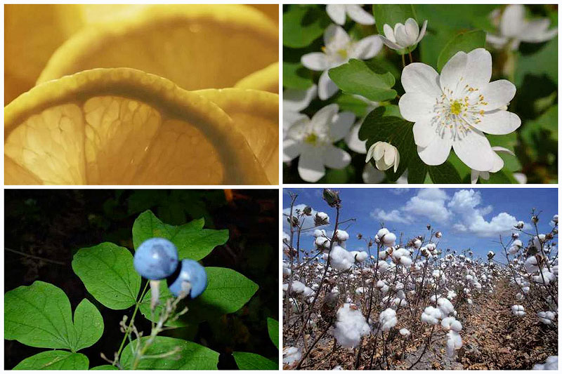 10 фактов о самых популярных контрацептивах древности (10 фото)