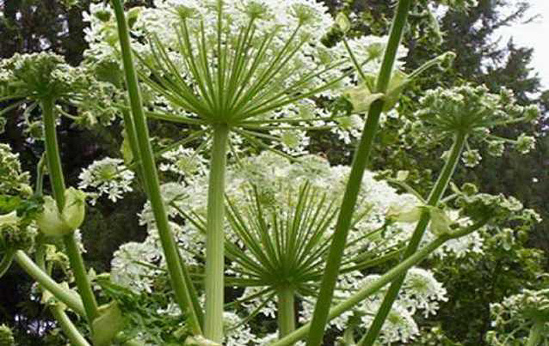 10 фактов о самых популярных контрацептивах древности (10 фото)