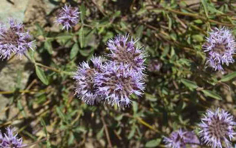 10 фактов о самых популярных контрацептивах древности (10 фото)