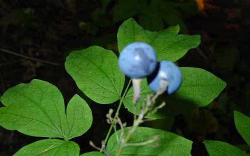 10 фактов о самых популярных контрацептивах древности (10 фото)