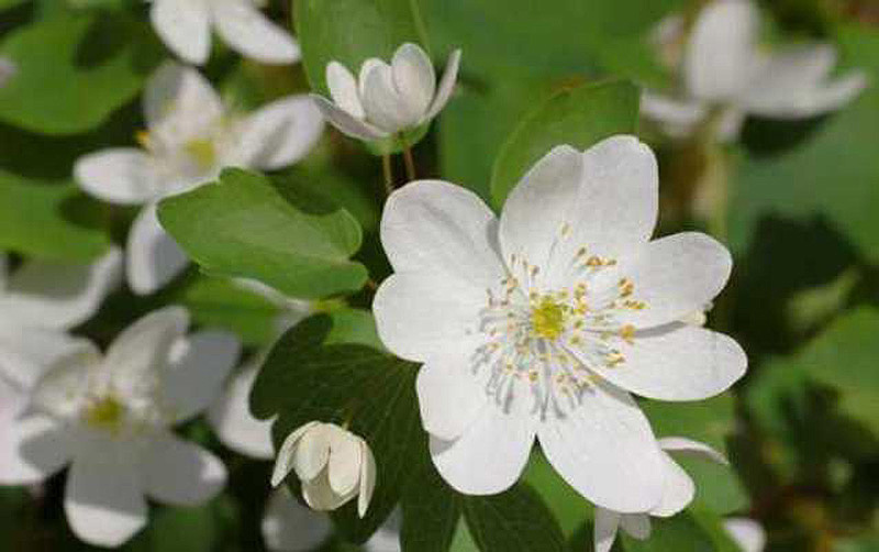 10 фактов о самых популярных контрацептивах древности (10 фото)