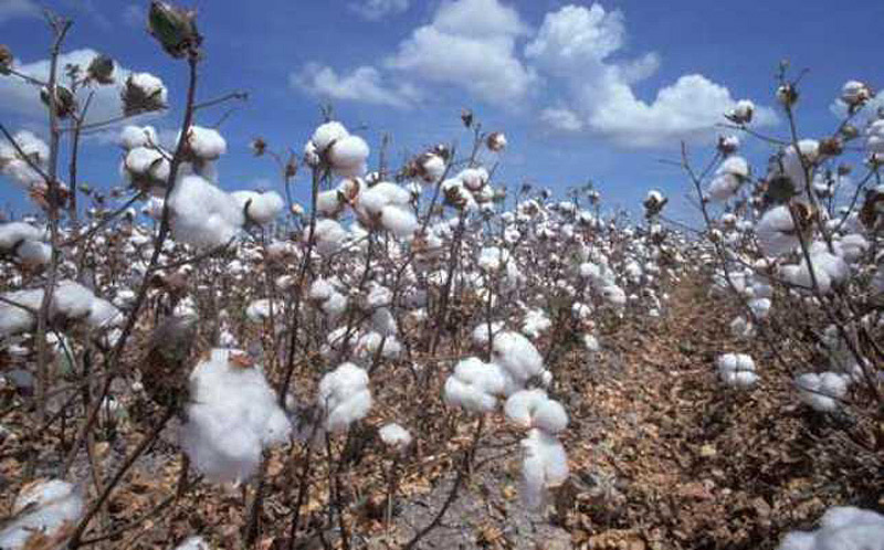 10 фактов о самых популярных контрацептивах древности (10 фото)