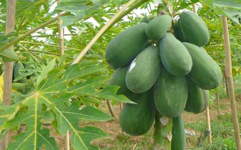 10 фактов о самых популярных контрацептивах древности (10 фото)