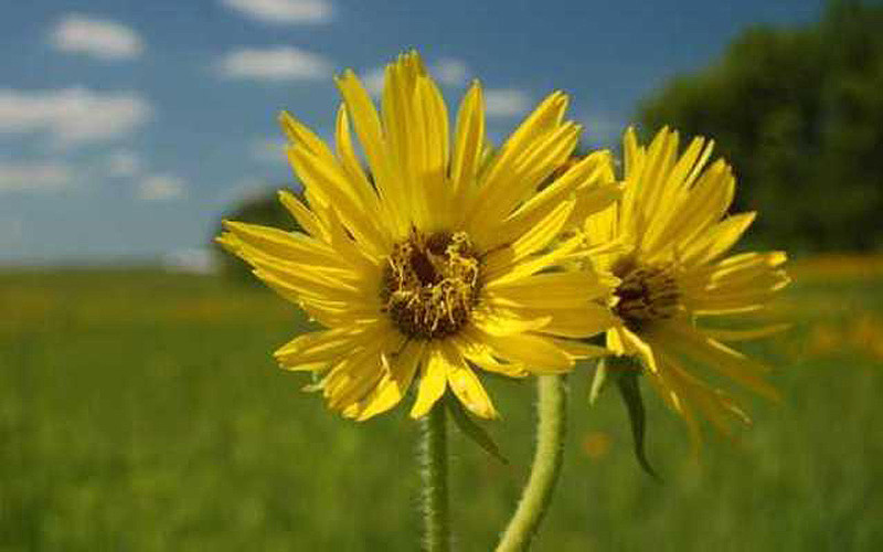 10 фактов о самых популярных контрацептивах древности (10 фото)