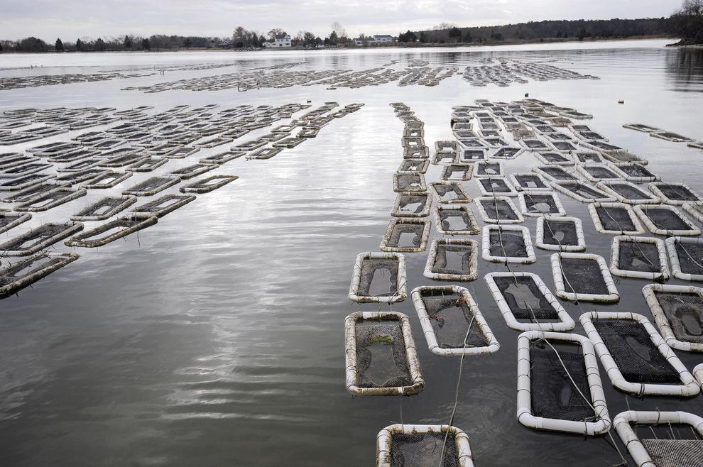 Как выращивают устрицы на фермах Чесапикского залива