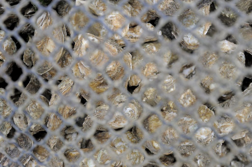 Как выращивают устрицы на фермах Чесапикского залива