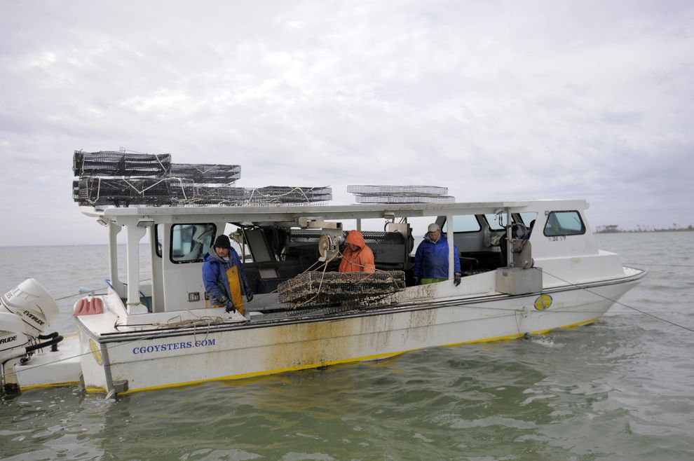 Как выращивают устрицы на фермах Чесапикского залива