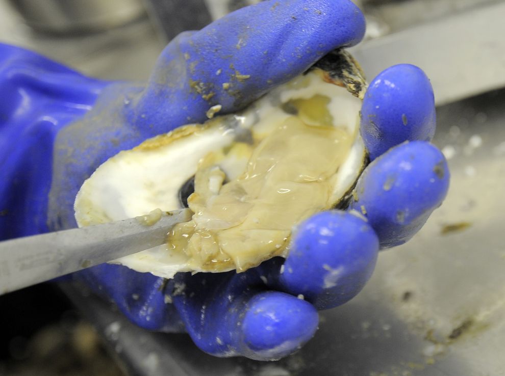 Как выращивают устрицы на фермах Чесапикского залива