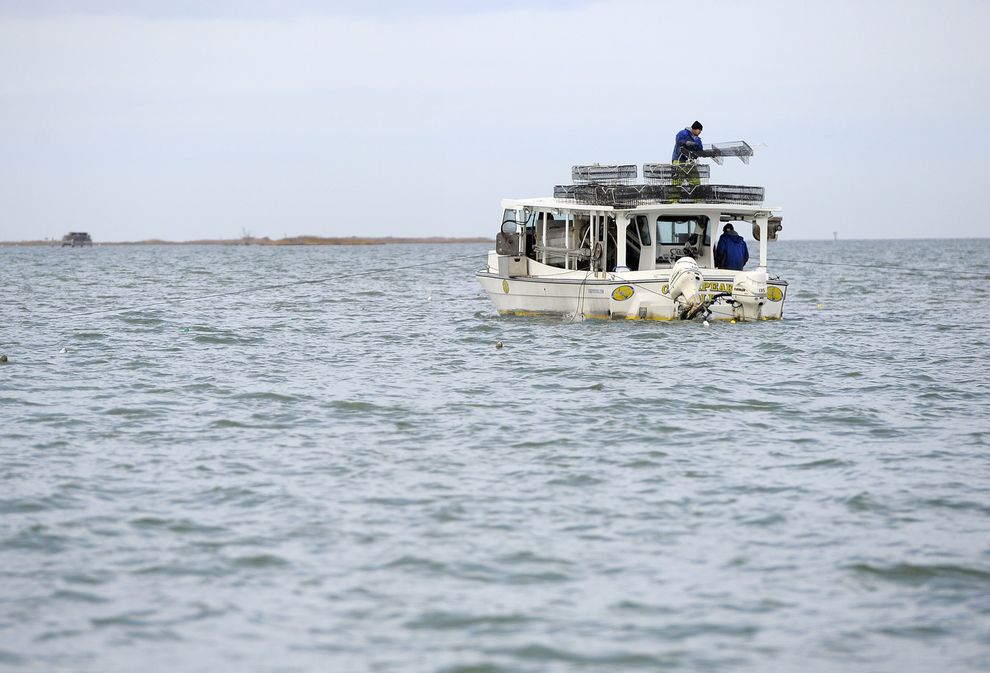 Как выращивают устрицы на фермах Чесапикского залива