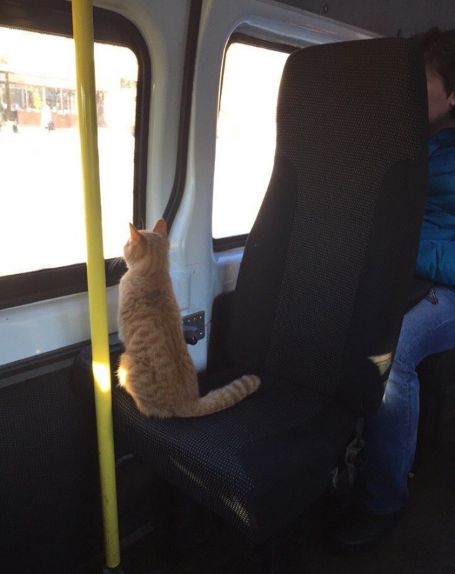 Весело ездить в маршрутках!