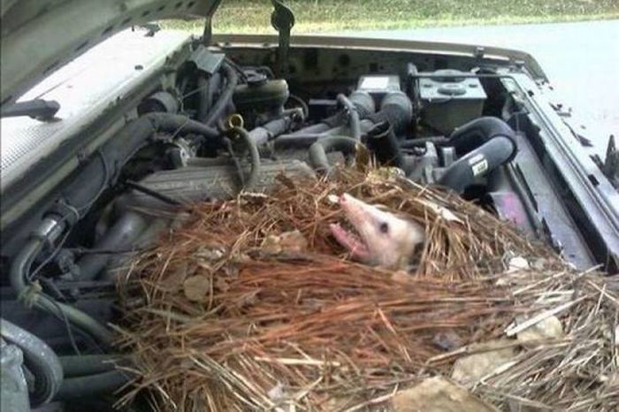 Необычные находки под капотами автомобилей