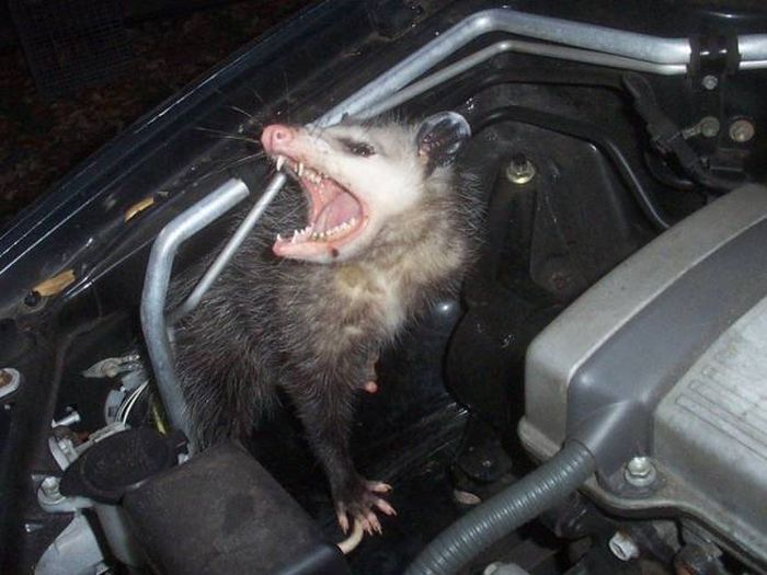 Необычные находки под капотами автомобилей