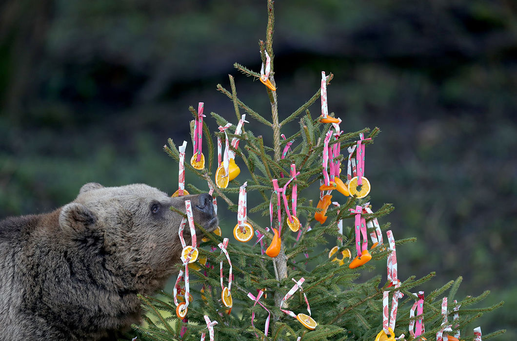 Новогодние подарки для братьев наших меньших