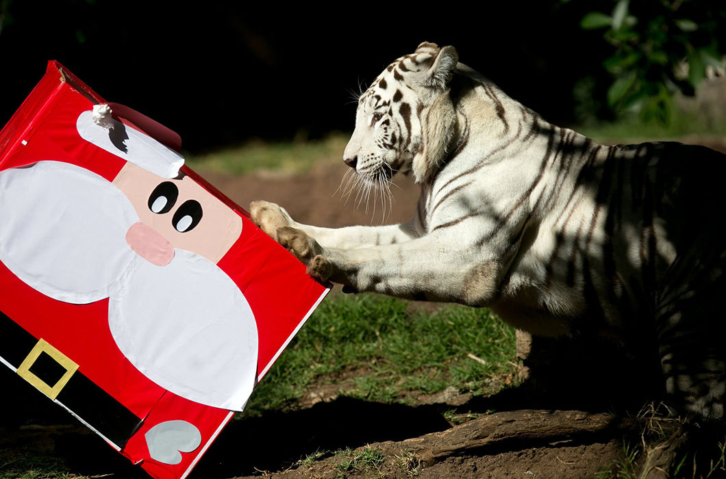 Новогодние подарки для братьев наших меньших