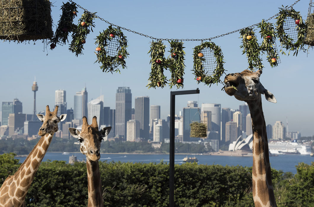 Новогодние подарки для братьев наших меньших