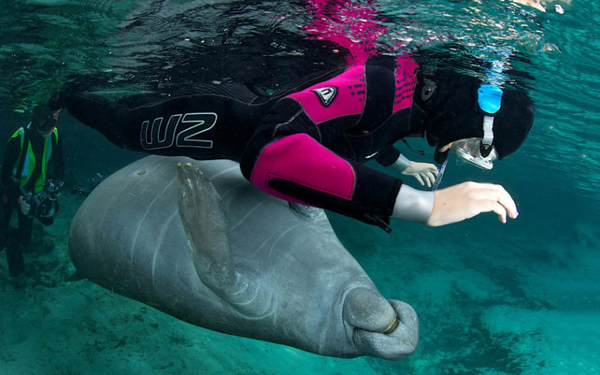 Заплыв с ламантином во Флориде