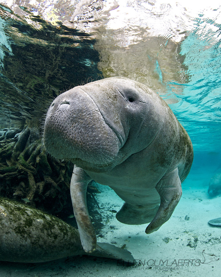 Заплыв с ламантином во Флориде