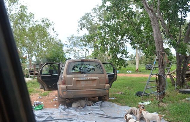 Туристы провели ночь на крыше авто, спасаясь от крокодилов