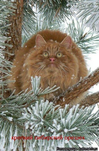 Лучшие котоматрицы недели