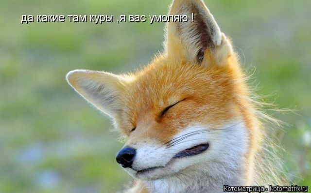 Лучшие котоматрицы недели