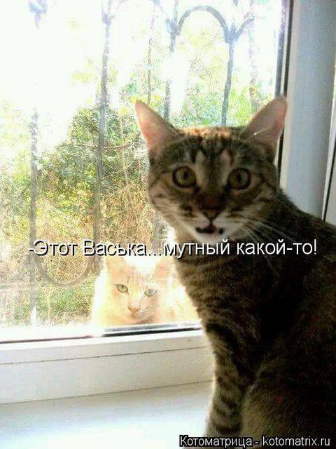 Лучшие котоматрицы недели