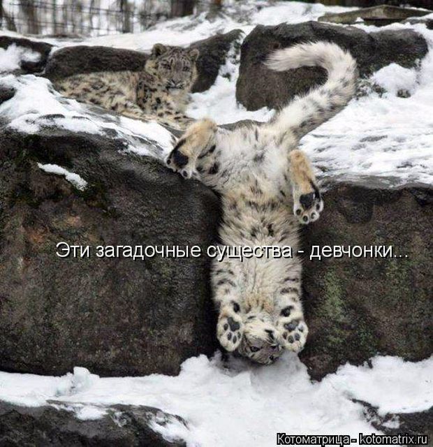 Лучшие котоматрицы недели