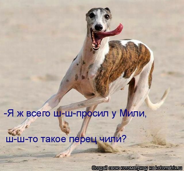 Лучшие котоматрицы недели