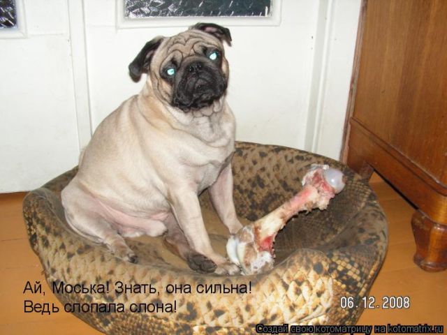 Лучшие котоматрицы недели