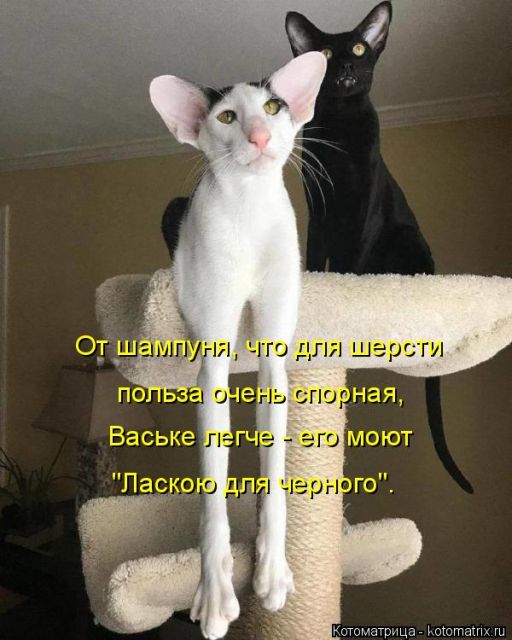 Лучшие котоматрицы недели