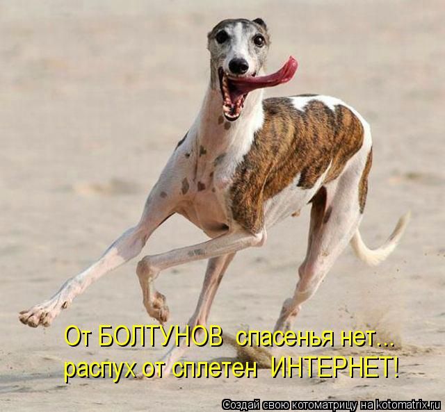 Лучшие котоматрицы недели