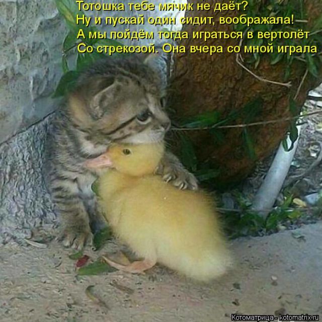 Лучшие котоматрицы недели