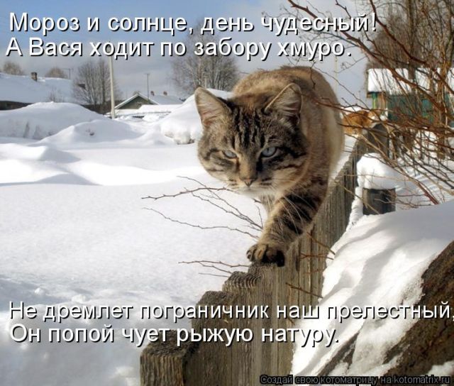 Лучшие котоматрицы недели