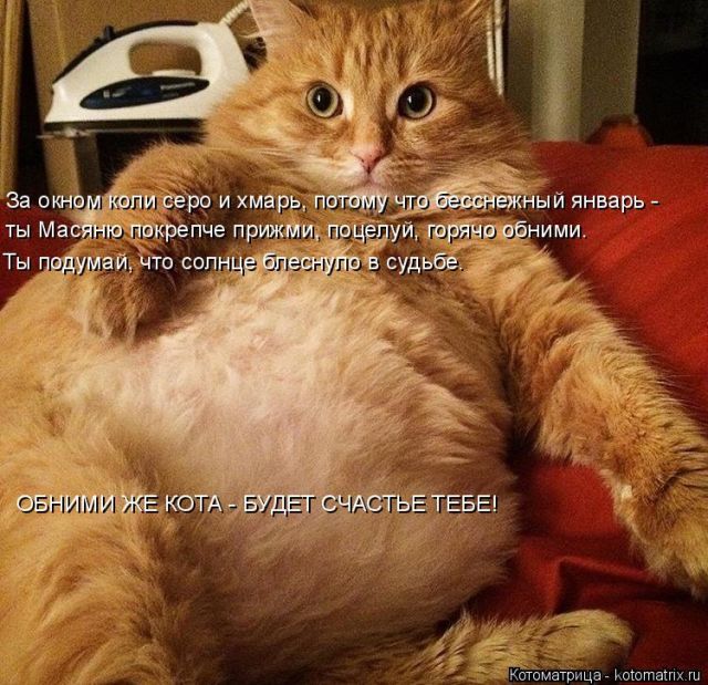 Лучшие котоматрицы недели