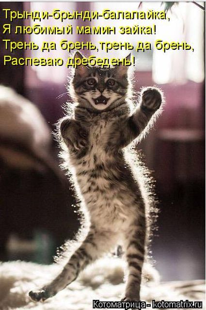 Лучшие котоматрицы недели