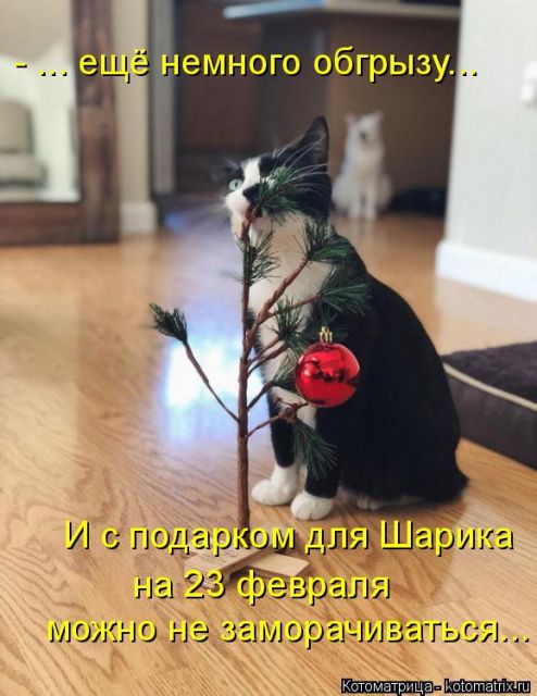 Лучшие котоматрицы недели