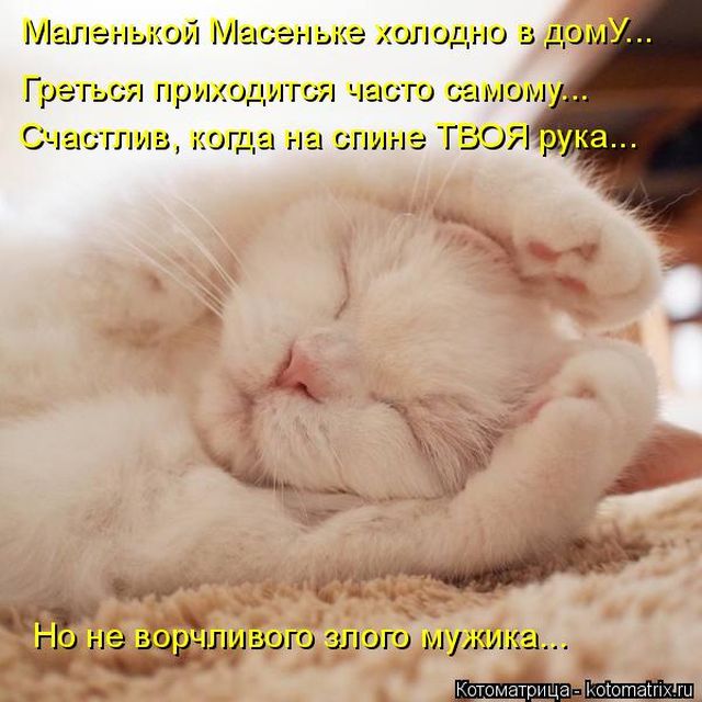 Лучшие котоматрицы недели