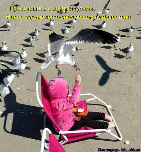 Лучшие котоматрицы недели