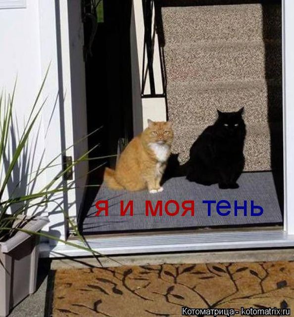 Лучшие котоматрицы недели