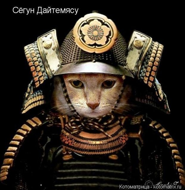 Лучшие котоматрицы недели