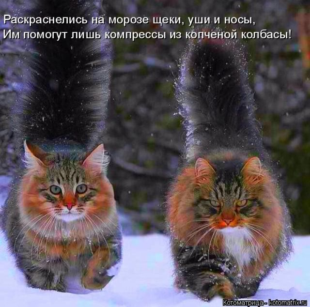 Лучшие котоматрицы недели