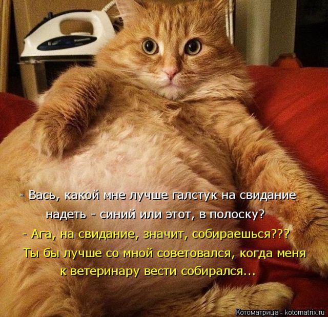 Лучшие котоматрицы недели