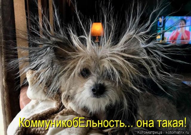 Лучшие котоматрицы недели