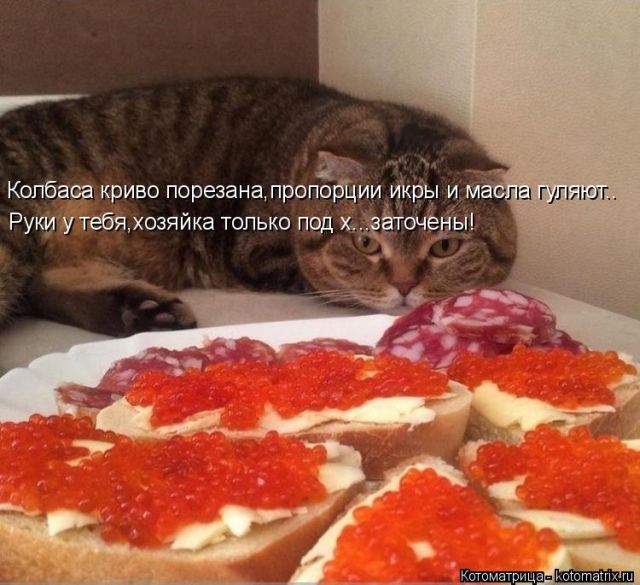 Лучшие котоматрицы недели