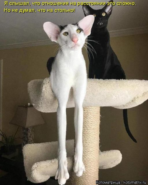 Лучшие котоматрицы недели