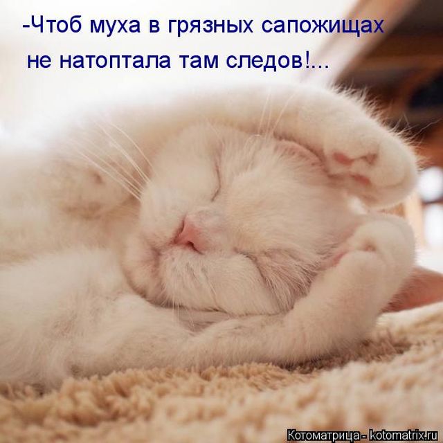 Лучшие котоматрицы недели