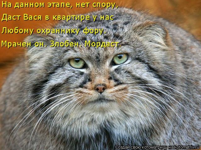 Лучшие котоматрицы недели