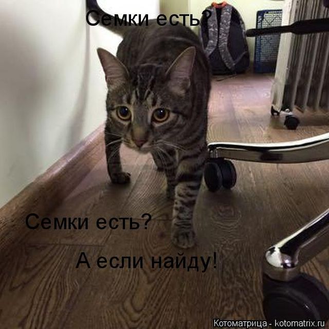 Лучшие котоматрицы недели