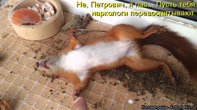 Лучшие котоматрицы недели