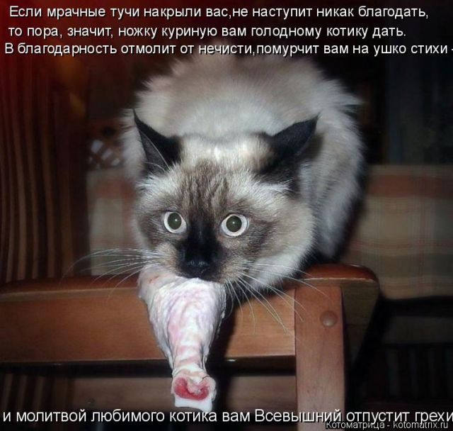 Лучшие котоматрицы недели